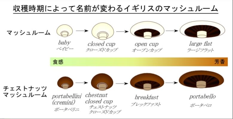 収穫時期によって名前が変わるイギリスのマッシュルーム